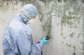 Mold Documentation for Insurance Claims in Johnsonburg, PA